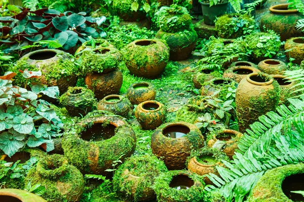 Ollas en el jardín con musgo . — Foto de Stock