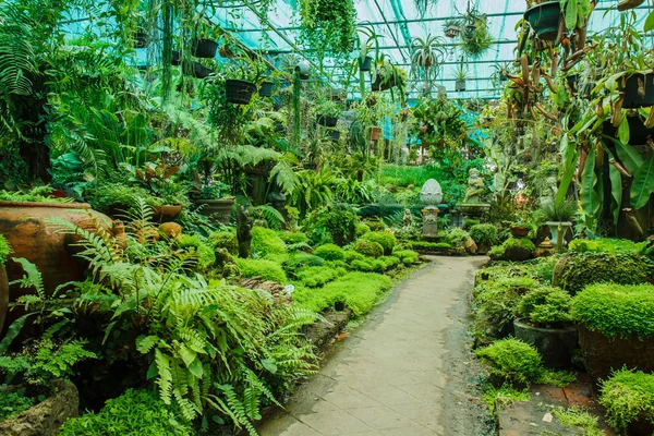 Ollas en el jardín con musgo . — Foto de Stock