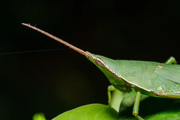 Grasshopper on green leaf — Stock Photo, Image