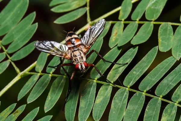 Volar sobre hoja verde —  Fotos de Stock