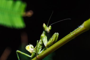 Peygamber devesi çimlerin üzerinde