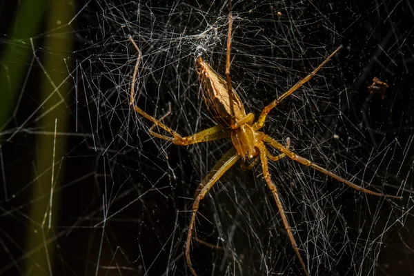 Spinnen uit het nest — Stockfoto