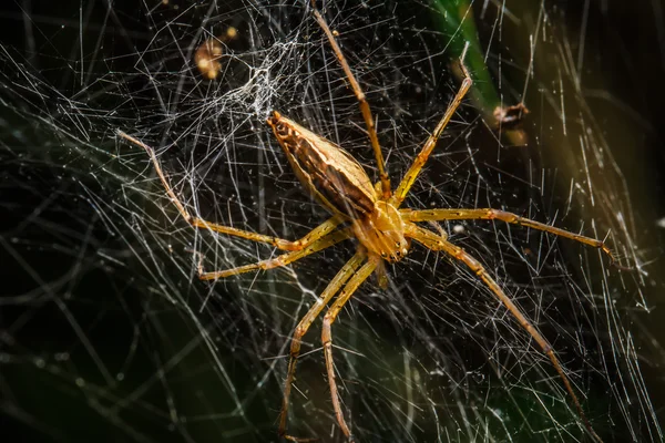 Arañas en el nido — Foto de Stock