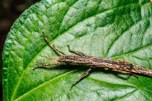 Insect on green leaf — Stock Photo, Image