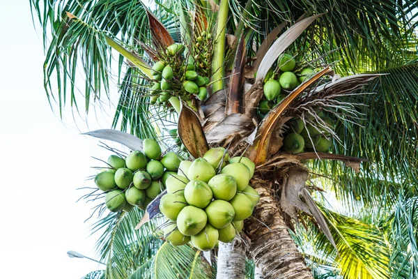 Árbol de coco —  Fotos de Stock