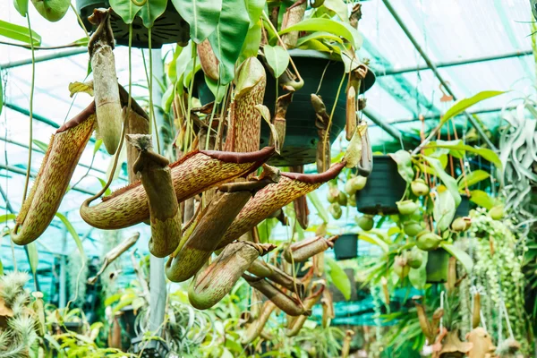 Nepenthes no jardim — Fotografia de Stock