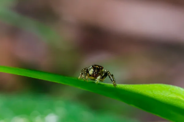 Jumping spider on leaf — Stock Photo, Image