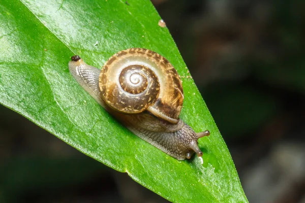 Snail on green leaf — Stock Photo, Image