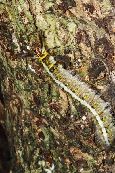 Kıllı caterpillar ağaç üzerinde — Stok fotoğraf