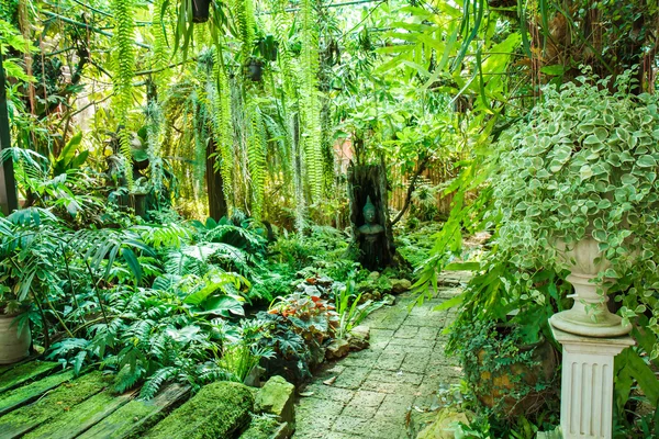 Fern in tuin — Stockfoto