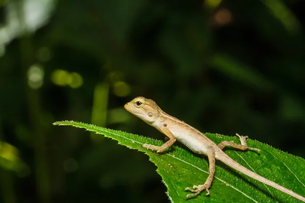 Thailand chameleon on green leaf — Stock Photo, Image