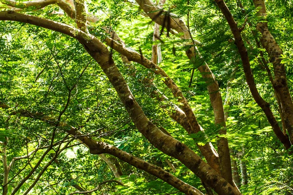 Forest tree — Stock Photo, Image