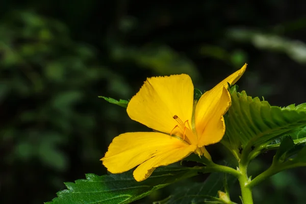 黄色の花 — ストック写真