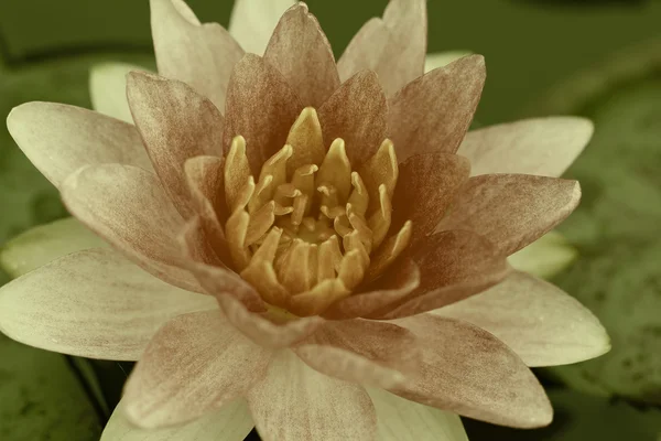 Water Lily in pond — Stock Photo, Image