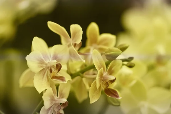 Orquídea en el jardín —  Fotos de Stock