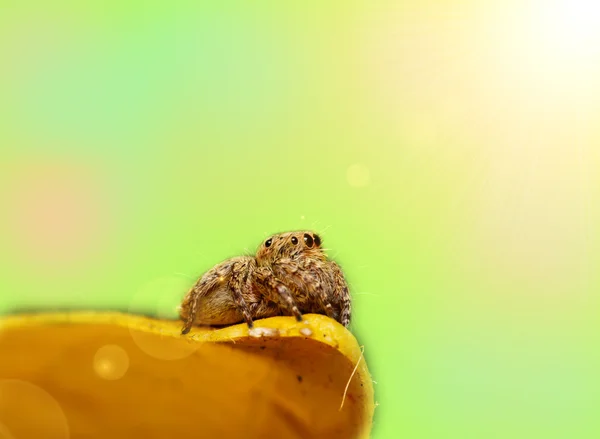黄色の葉の上のジャンパーのクモ — ストック写真