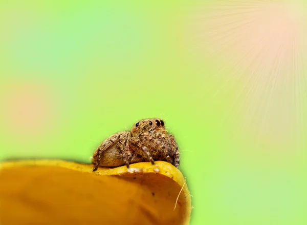 Jumper spider on yellow leaf — Stock Photo, Image