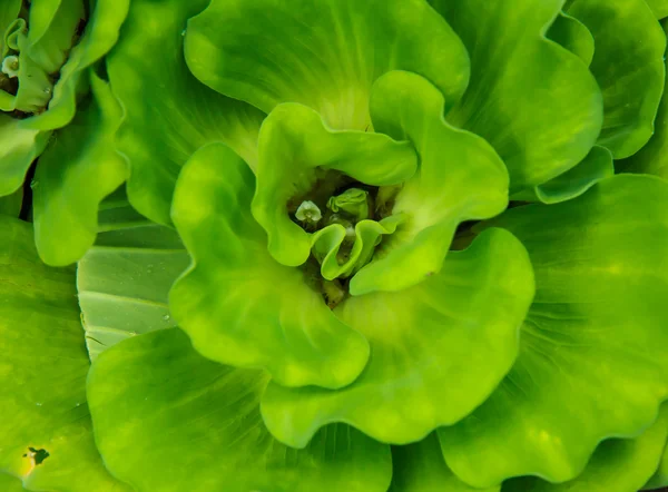 Duckweed in pond — Stock Photo, Image