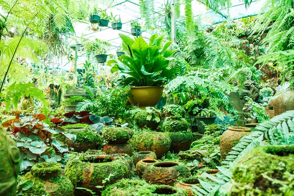 Pots in the garden with moss. — Stock Photo, Image