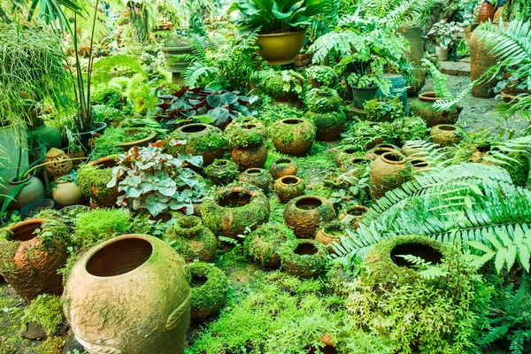 Pots dans le jardin avec mousse . — Photo