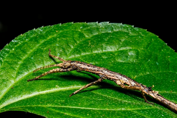 Insecto sobre hoja verde — Foto de Stock