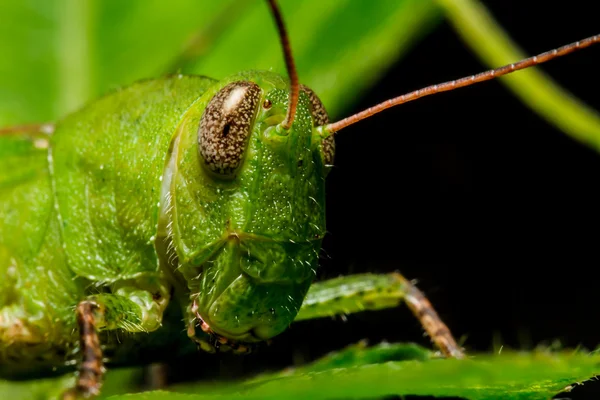 Saltamontes verde en la hoja —  Fotos de Stock