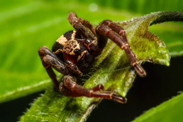 Araña saltarina en la hoja —  Fotos de Stock