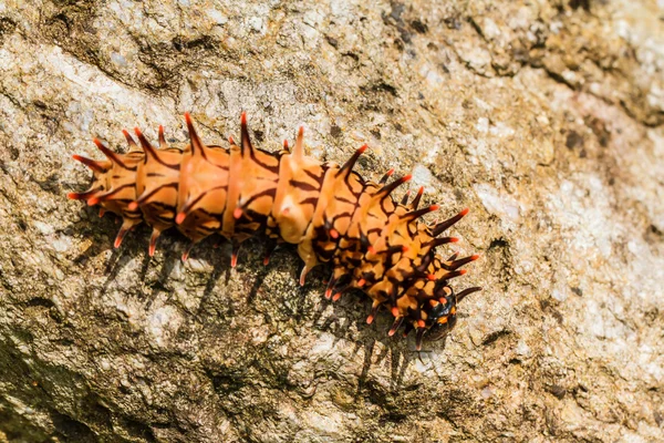 Raupe Goldener Vogelflügel — Stockfoto