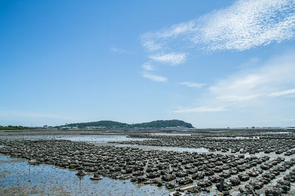 牡蛎养殖场，禁止 Ang Sila 泰国 — 图库照片