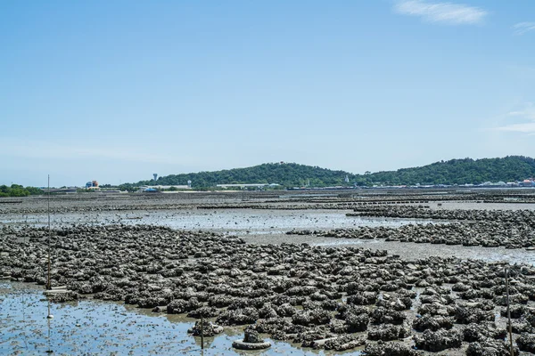 Oyster gård Ban Ang Sila, Thailand — Stockfoto