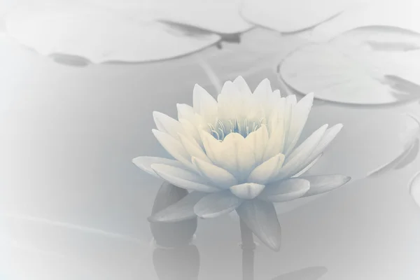 Water lily in pond — Stock Photo, Image