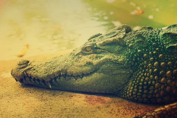 Hoofd krokodil — Stockfoto