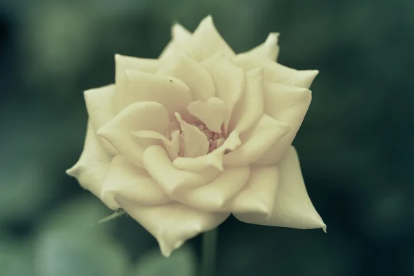 Rosa blomma — Stockfoto