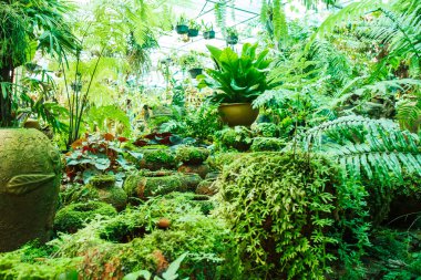 moss ile Bahçe saksı.