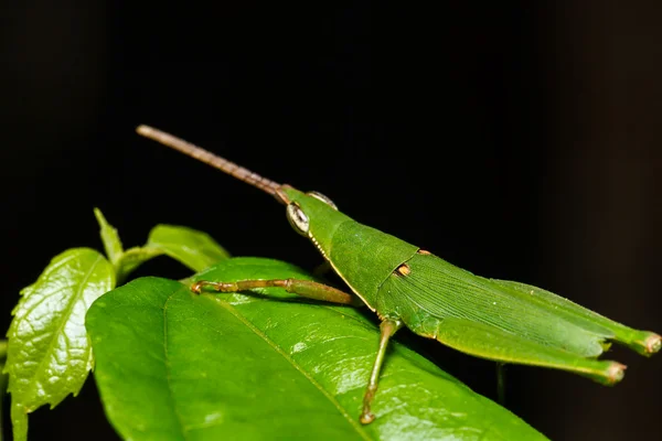 Cavalletta su foglia verde — Foto Stock