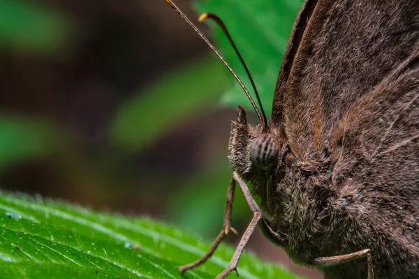 Brown butterfly on green leaf — Stock Photo, Image