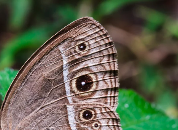 Hnědý motýl na zelený list — Stock fotografie