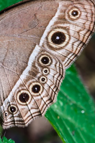 Mariposa marrón sobre hoja verde —  Fotos de Stock