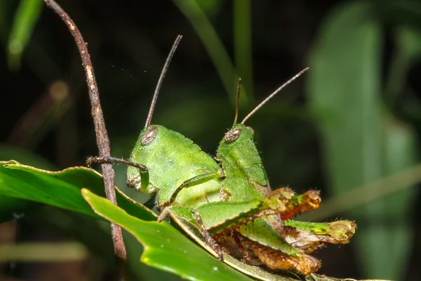 Zelené grasshoper na list — Stock fotografie