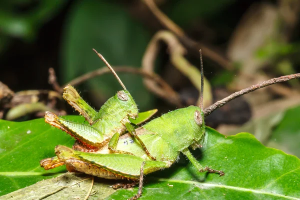 Green grasshoper on leaf — Stock Photo, Image