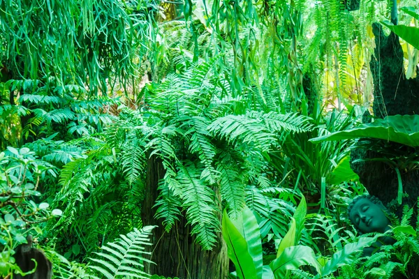 Fougère dans le jardin — Photo