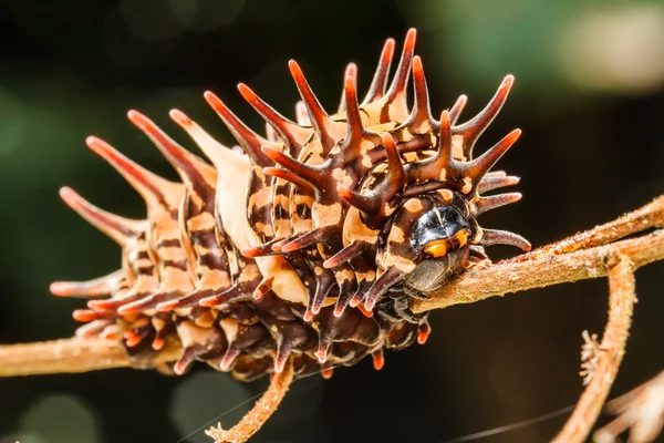 Raupe Goldener Vogelflügel — Stockfoto