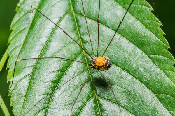 Ragno nero gambe lunghe — Foto Stock