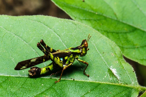 Groene grasshoper op blad — Stockfoto