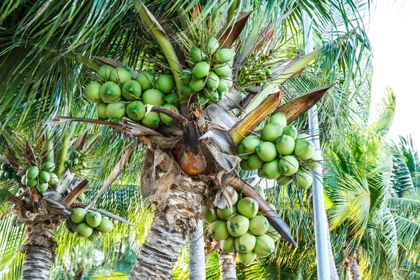 Árbol de coco —  Fotos de Stock