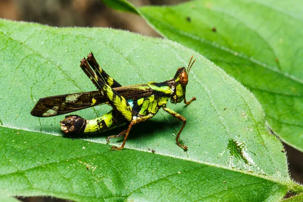 Zelené grasshoper na list — Stock fotografie