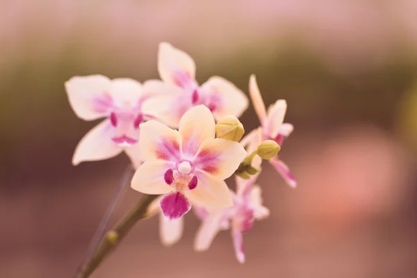 Orchidée dans le jardin — Photo