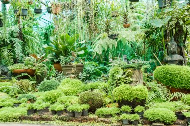 moss ile Bahçe saksı.