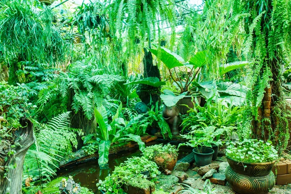 Helecho en el jardín — Foto de Stock