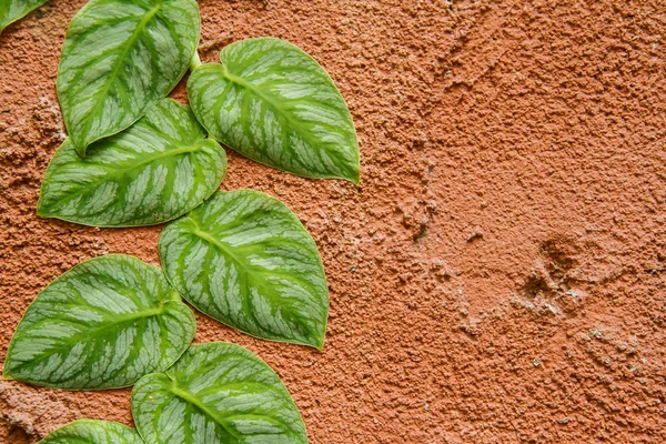 Vinos en la pared —  Fotos de Stock